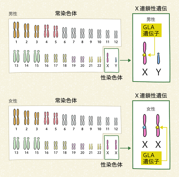 図3 ヒトの染色体とファブリー病の遺伝子の変化