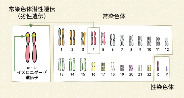 図4 ヒトの染色体とα‐L-イズロニダーゼ遺伝子の場所（ムコ多糖症Ⅰ型の場合）（男性）